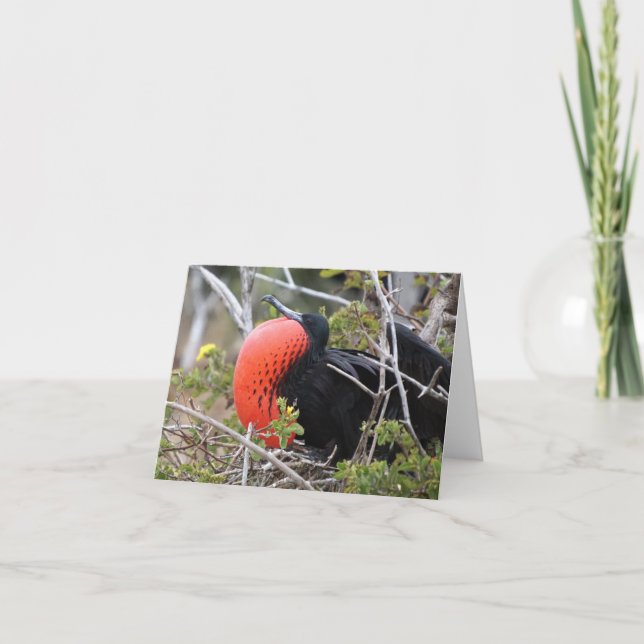 Frigatebird Greeting Card Kort (Framsida)