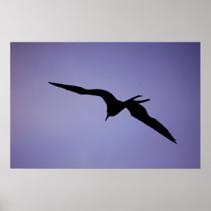 Frigatebird Silhouette Poster