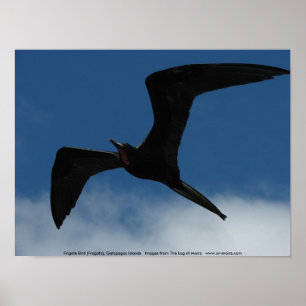Frigatefågel (Fragata), Galapagos öar 1 Poster