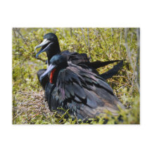 Frigatfåglar i Kärlek