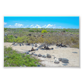 Frigatfåglar som torkar sin Vingar Fototryck