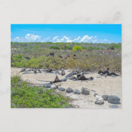 Frigatfåglar som torkar sin Vingar Vykort