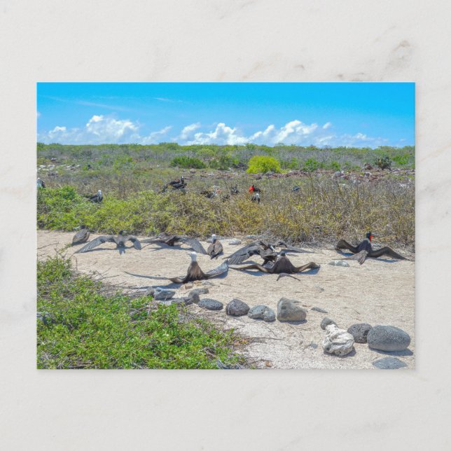 Frigatfåglar som torkar sin Vingar Vykort (Framsida)