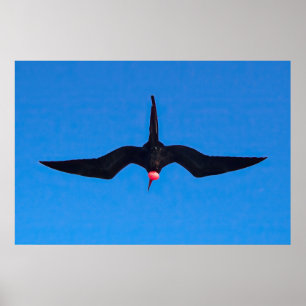 Frigatfåglar under poster