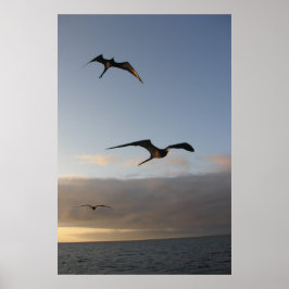 frigatfåglar vid solnedgången poster