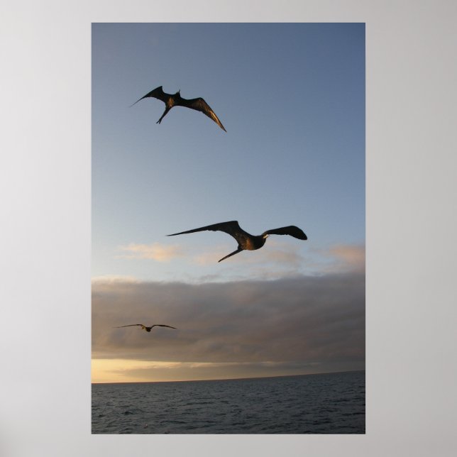 frigatfåglar vid solnedgången poster (Framsidan)