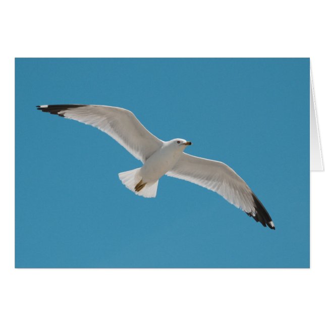 Frihet Hälsningskort (Framsidan Horizontal)