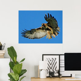 Frihet i himlen Rödstjärtad vråk Poster