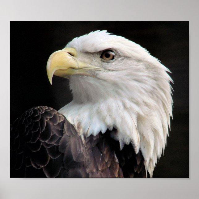 Frihet Poster (Framsidan)