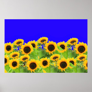 Frihetsfreden i Ukraina - Ukrainas Flagga Solblomm Poster