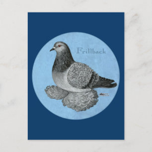 Frillback Blue Grizzle Pigeon Vykort