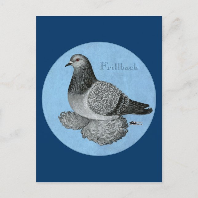Frillback Blue Grizzle Pigeon Vykort (Framsida)