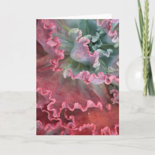 Frilled echeveria-kort kort