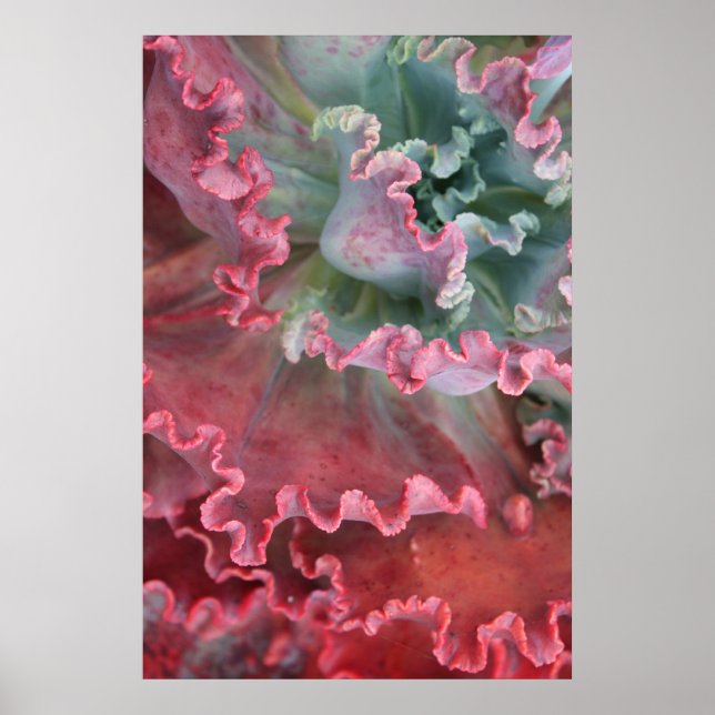 Frilled Echeveria poster (Framsidan)