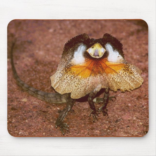 Frilled Lizard - Chlamydosaurus kingii Musmatta (Framsidan)