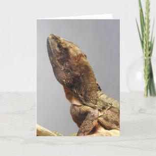 Frilled Lizard Greeting Card Kort