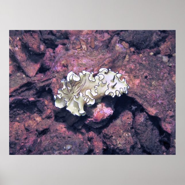 Frilly Nudigren Poster (Framsidan)
