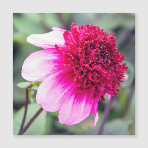 Frilly Rosa and Magenta Dahlia Magnetic Card