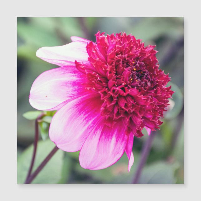 Frilly Rosa and Magenta Dahlia Magnetic Card (Framsida)