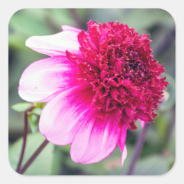 Frilly Rosa och Magenta Dahlia Fyrkantigt Klistermärke