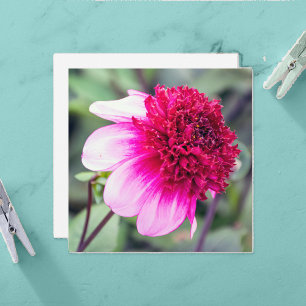 Frilly Rosa och Magenta Dahlia - tack för ditt kor