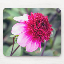 Frilly Rosa och Magenta Two-Toned Dahlia Musmatta