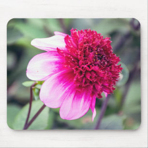 Frilly Rosa och Magenta Two-Toned Dahlia Musmatta