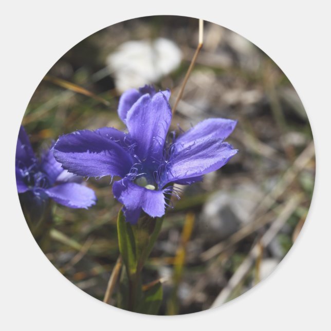 Fringed Gentian Runt Klistermärke (Framsida)