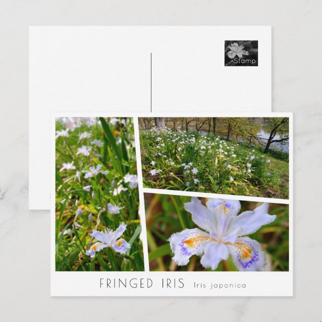 Fringed Iris Vykort (Fram/baksida)