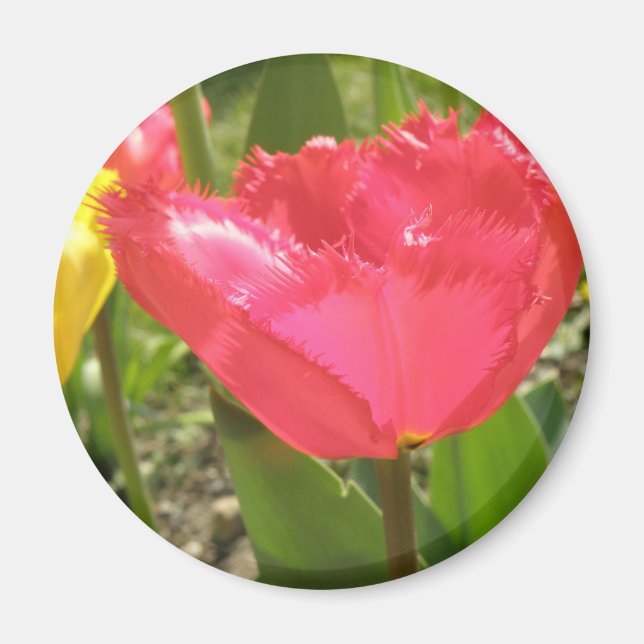 Fringed Tulips Magnet (Framsidan)