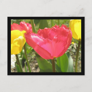 Fringed Tulips vykort