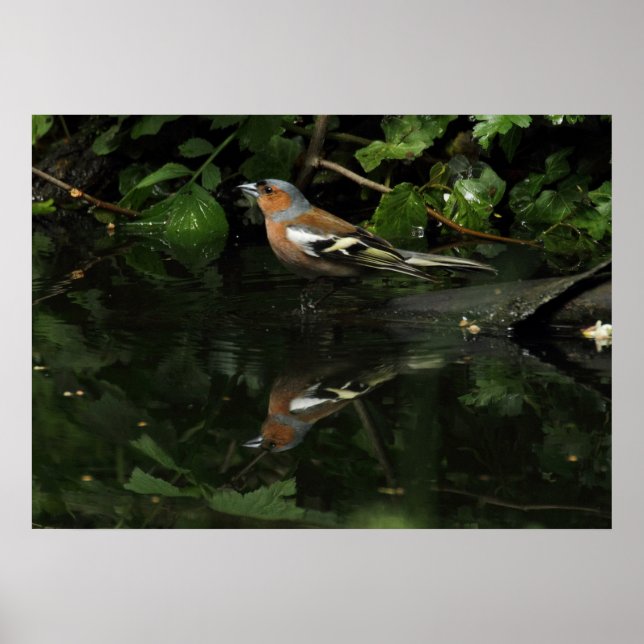 Fringilla coelebs poster (Framsidan)