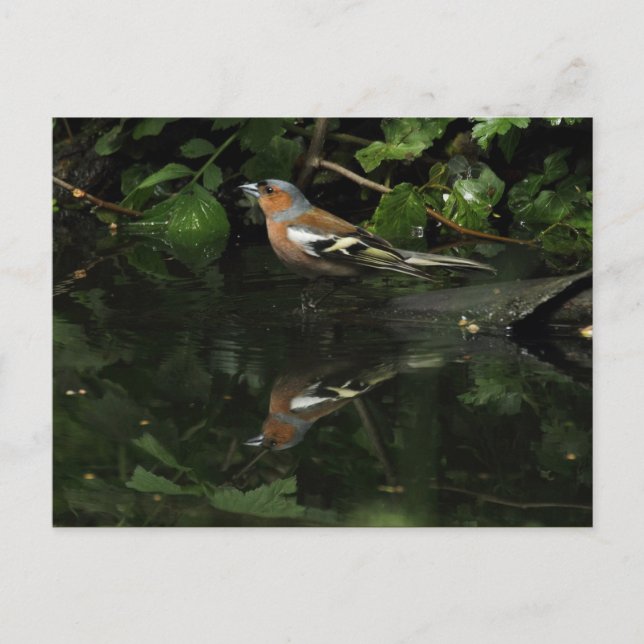 Fringilla coelebs vykort (Framsida)