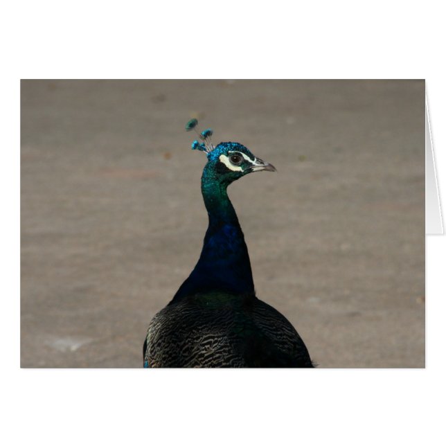 friock ansikte hälsningskort (Framsidan Horizontal)