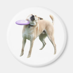 Frisbee Hund Meme Magnet