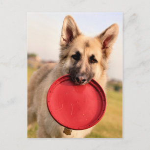 Frisbee Vykort