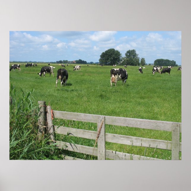 Frisian Holstein Cattle Dairy Cows Photo Poster (Framsidan)