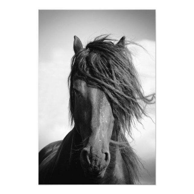 Frisisk hingst i vinden. fototryck (Framsidan)