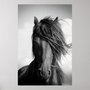 Frisisk hingst i vinden. poster