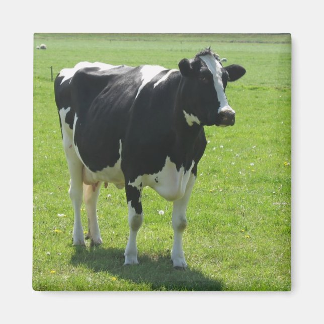 Frisisk ko i gröntens ängsskugga Magnet (Framsidan)