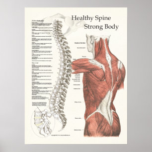 Friska ryggraden, kraftig Poster av Body Chiroprak
