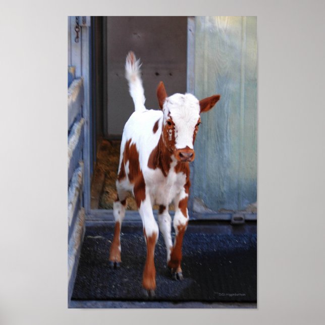 Frisky Calf Poster (Framsidan)
