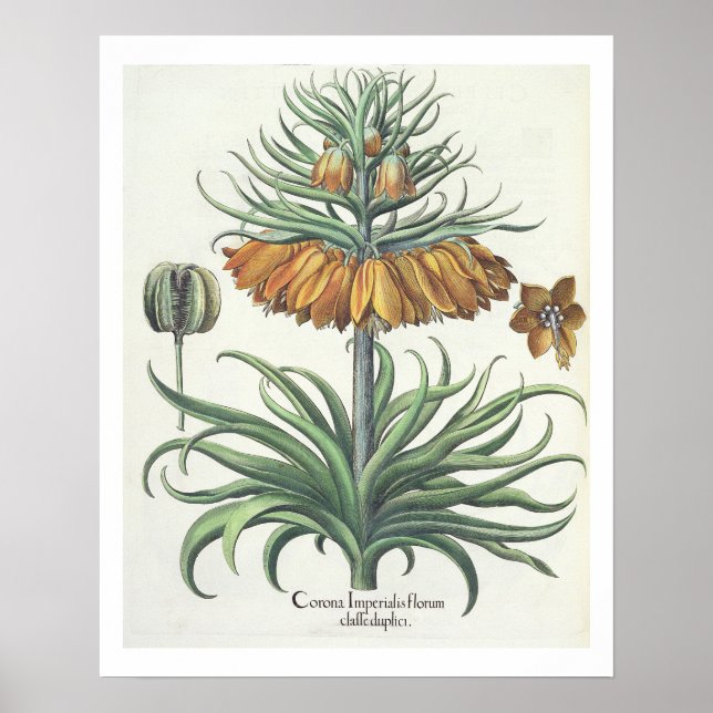 Fritillär: Corona Imperialis florum classe duplic Poster (Framsidan)
