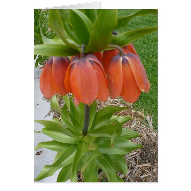 Fritillaria Imperiali Orange Flowers Card Hälsningskort (Framsidan)