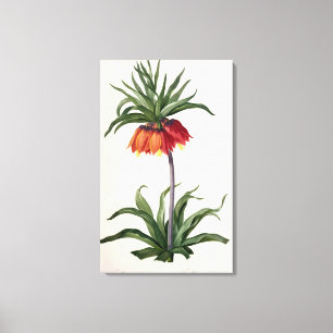 Fritillaria Imperialis från, "Les Lilacees", 1802 Canvastryck