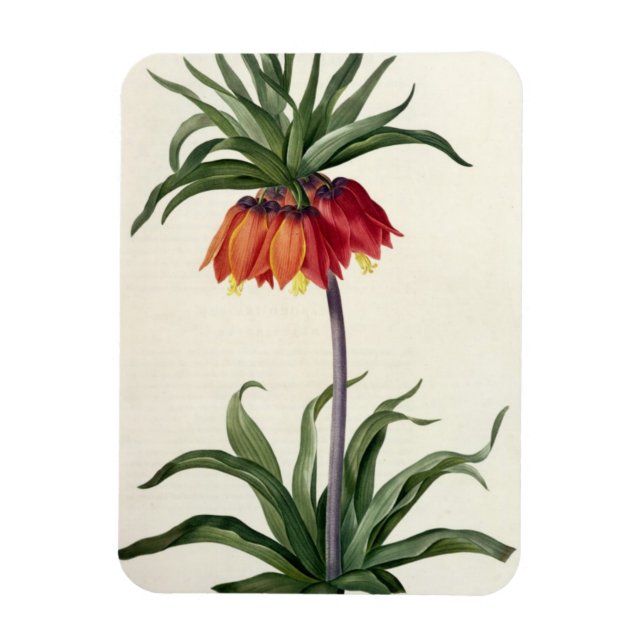Fritillaria Imperialis from, `Les Lilacees', 1802- Magnet (Vertikal)
