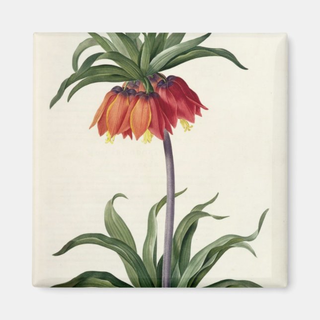 Fritillaria Imperialis from, `Les Lilacees', 1802- Magnet (Framsidan)