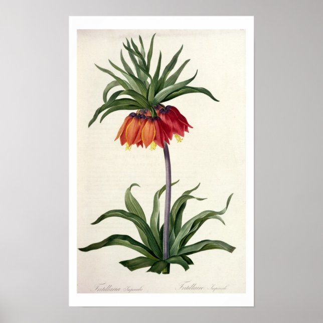 Fritillaria Imperialis from, `Les Lilacees', 1802- Poster (Framsidan)
