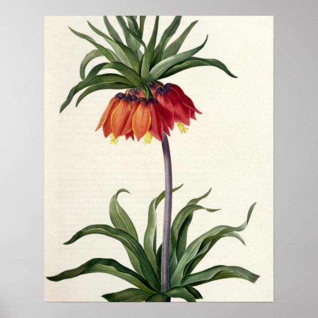 Fritillaria Imperialis from, `Les Lilacees', 1802- Poster (Framsidan)