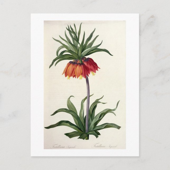 Fritillaria Imperialis from, `Les Lilacees', 1802- Vykort (Framsida)